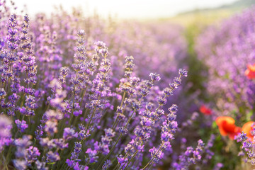 Blooming lavender in a field at sunset.