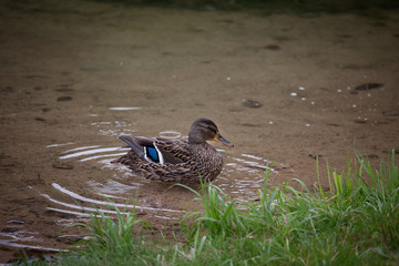 Female Mallard or Wild Duck
