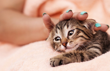 hand stroking a tabby kitten