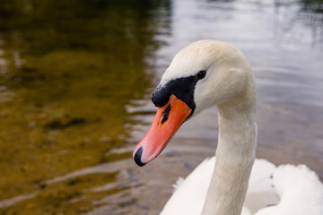Mute swan (Cygnus olor)