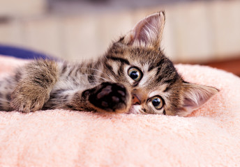 cute kitten is comfortable lying and looking