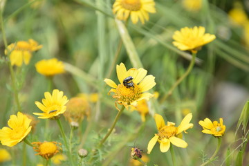 bugs on a flower
