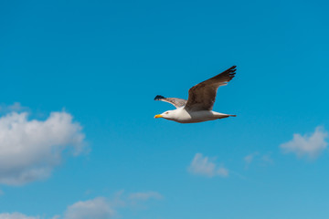 Fototapeta na wymiar Seagull with big wings flying in blue sky