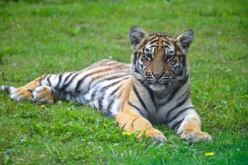 tigre siberiano