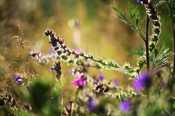 Blumenmagie