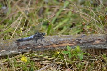libellule