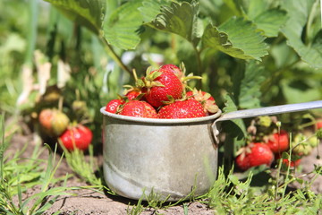 Picked up ripe red strawberries in own organic garden.  Fresh homegrown strawberries in metal cup in garden bed.