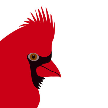 cardinal  bird face vector illustration flat style profile 
