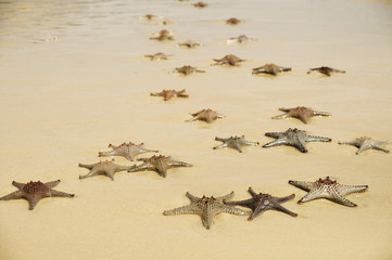 Starfish beach
