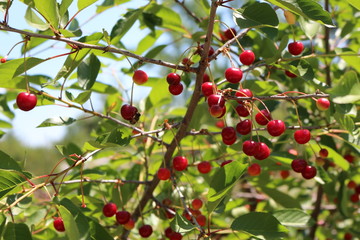Cherry berries ripen on a tree