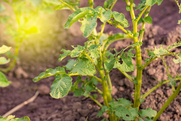 colorado beetle on leaves of potato