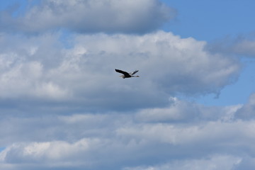 Heron flying in blue sky