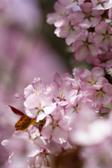 Obraz premium cherry blossom