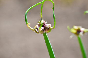 Seeds of green onion on the growing head of the stem in the field