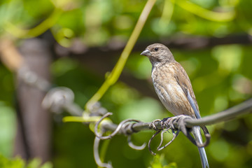 Tapdog, creeper, bird of the passerine family sitting on the wire and looking close up