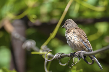 Tapdog, creeper, bird of the passerine family sitting on the wire and looking close up