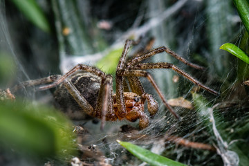 Labyrinth Spider - Agelena labyrinthica - a funnel-web spider - macro - closeup