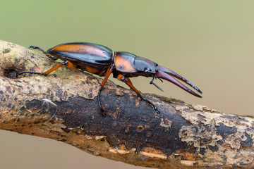 stag beetle - Prosopocoilus savagei