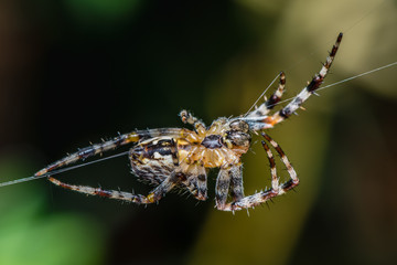 The Garden cross spider sitting on web - Araneus diadematus - closeup - macro