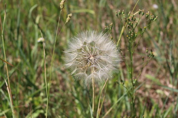 Dandelion waits for the wind