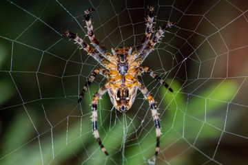 The Garden cross spider sitting on web -back siede - Araneus diadematus - closeup - macro