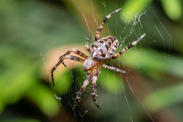 The Garden cross spider sitting on web - Araneus diadematus - closeup - macro