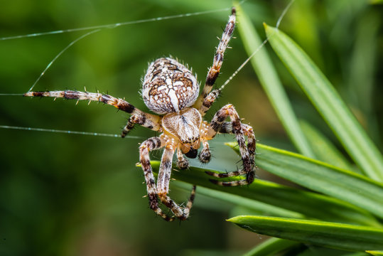 The Garden cross spider sitting on web - Araneus diadematus - closeup - macro