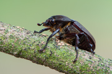 brown rhinoceros beetle - Xylotrupes gideon sumatrensis