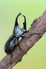 brown rhinoceros beetle - Xylotrupes gideon sumatrensis