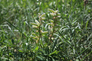 Plant seeds ripen