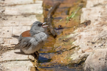 Dark-eyed junco, gray-headed subspecies, in log at Capulin Spring in Sandia Mountains, New Mexico
