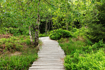 Obraz premium Spring landscape - Black Forest. Hiking on the Lothar path in the Black Forest, Germany