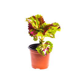 beautiful colored houseplant in a pot on a white isolated background
