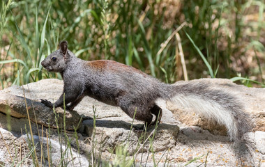 Abert's squirrel at Capulin Spring in Sandia Mountains, New Mexico