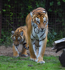 Fototapeta premium tigre siberiano