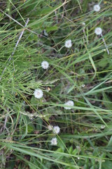 Camomiles blossom in a meadow