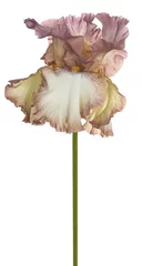 Papier Peint photo autocollant Iris fleur d& 39 iris isolé