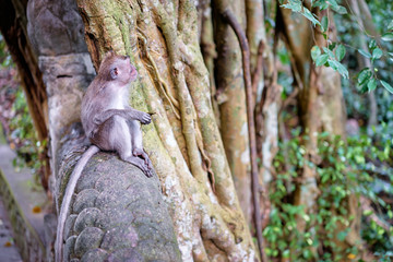 Macague in Monkey Forest, Ubud Bali Indonesia.