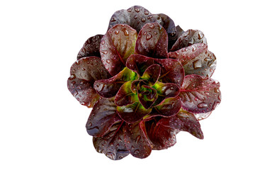 Organic Dark Gaugin lettuce