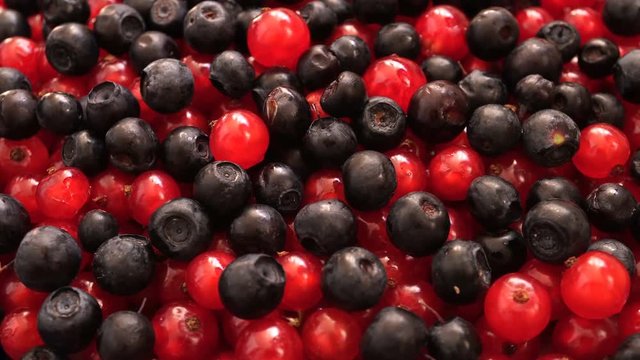 Rotating Blueberry Ordinary And Red Currant 1.