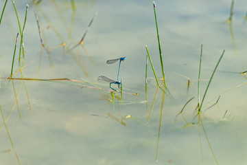 Two dragonflies mate in a pool