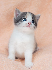 little cute three-colored kitten with sad eyes looks