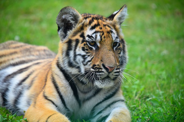 Naklejka na ściany i meble tigre siberiano