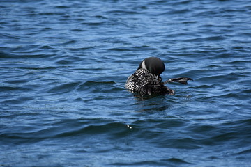 Loon grooming in lake