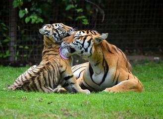 tigre siberiano