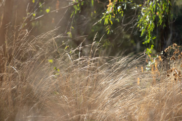 Australian Grasses in Autumn