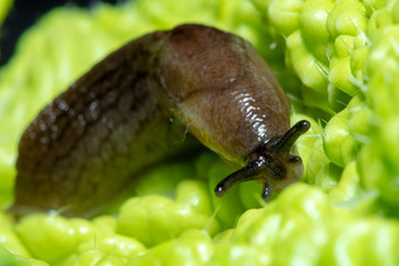 Slug on Green Lettuce leaf
