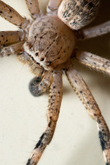 Australian Huntsman Spider on off-whte background from above