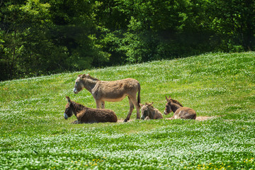 Donkey Family