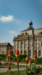 Fototapeta premium Flowers of Bordeaux
